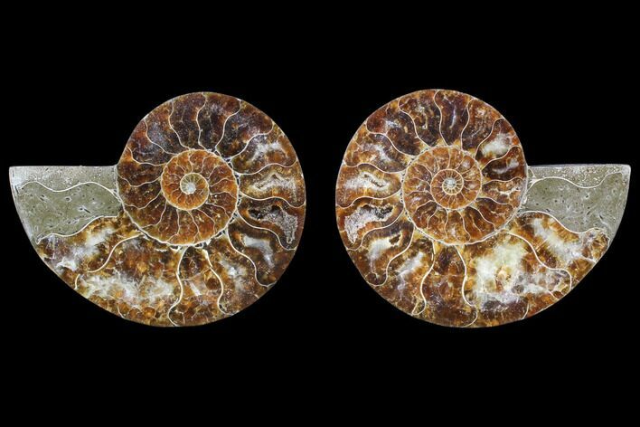Cut & Polished Ammonite Fossil - Agatized #82274